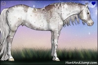 Horse Color:White Spotted Chocolate Silver Grullo Chinchilla Onyx Sabino