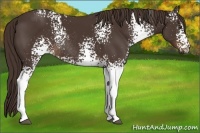Horse Color:White Spotted Liver Chestnut Rabicano 