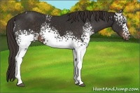 Horse Color:White Spotted Liver Chestnut 