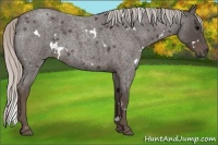 Horse Color:White Spotted Silver Blue Roan 