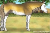 Horse Color:Chocolate Palomino Onyx Sabino Splash