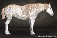 Horse Color:Red Dun Splash  and Gold Champagne Dun Splash 