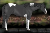 Horse Color:Smoky Black Splash Tobiano