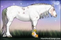 Horse Color:Nacre Buckskin Ice Sabino Rabicano