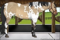 Horse Color:White Spotted Bay Dun 