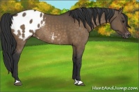 Horse Color:Bay Dun Appaloosa Rabicano
