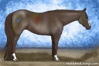 Horse Color:Liver Chestnut Sabino
