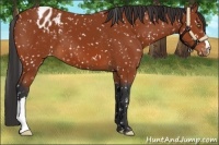 Horse Color:Bay Appaloosa