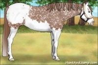 Horse Color:Chestnut Splash Appaloosa 