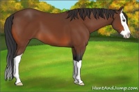 Horse Color:Bay Splash 