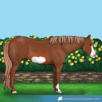 Horse Color:Chestnut Frame