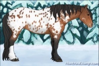 Horse Color:Brown Appaloosa