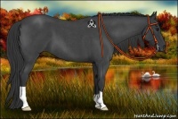 Horse Color:Blue Roan 