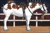 Horse Color:White Spotted Bay Splash 