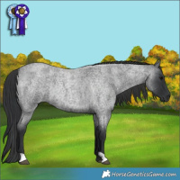 Horse Color:Blue Roan Rabicano 