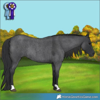 Horse Color:Blue Roan Rabicano