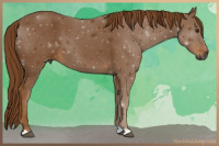 Horse Color:Gray Chestnut 