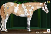Horse Color:White Spotted Gold Champagne Splash 