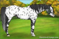 Horse Color:Black Splash Appaloosa Rabicano 