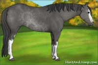 Horse Color:White Spotted Smoky Grullo Sabino Rabicano 