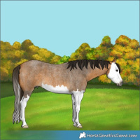 Horse Color:Gray Buckskin Roan Splash