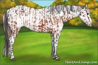 Horse Color:Brown Appaloosa and Brown Appaloosa