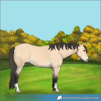 Horse Color:Buckskin 