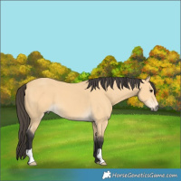Horse Color:Buckskin 