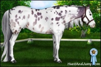 Horse Color:White Spotted Buckskin Onyx Splash Appaloosa 