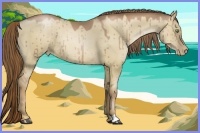 Horse Color:Liver Red Dun Pearl