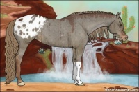 Horse Color:Liver Red Dun Appaloosa 