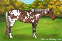 Horse Color:White Spotted Liver Chestnut 