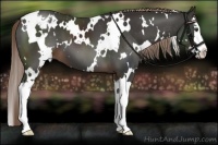 Horse Color:White Spotted Liver Chestnut Splash Appaloosa