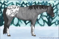 Horse Color:Blue Roan Appaloosa Rabicano 