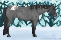 Horse Color:Blue Roan Varnish 