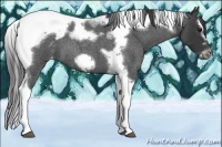 Horse Color:Blue Roan Splash Tobiano Frame Varnish 