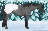 Horse Color:Blue Roan Snowcap 