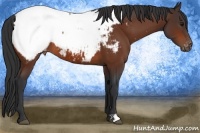 Horse Color:Bay Near Fewspot