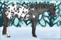 Horse Color:Blue Roan Near Leopard 