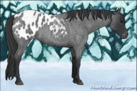 Horse Color:Blue Roan Appaloosa 