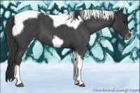 Horse Color:Blue Roan Tobiano Frame Appaloosa 