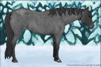Horse Color:Blue Roan Varnish 