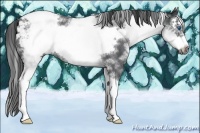 Horse Color:White Spotted Blue Roan Splash Frame Varnish 