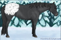 Horse Color:Blue Roan Appaloosa 