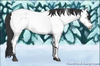 Horse Color:Blue Roan Appaloosa 