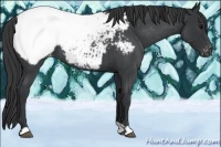 Horse Color:Blue Roan Snowcap 