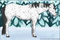 Horse Color:Blue Roan Tobiano Frame Appaloosa 