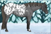 Horse Color:Smoky Blue Roan Appaloosa Rabicano 
