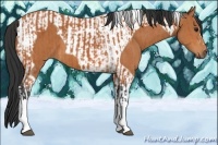 Horse Color:Bay  and Bay Tobiano 