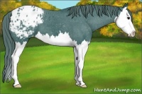 Horse Color:Watercolor Black Splash Appaloosa 